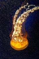 meduse arancioni su sfondo scuro foto