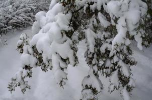 foresta d'inverno, rami d'albero per andare sotto il peso della neve. foto