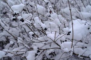 foresta d'inverno, rami d'albero per andare sotto il peso della neve. foto