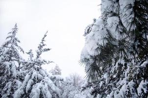 foresta d'inverno, rami d'albero per andare sotto il peso della neve. foto