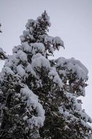 foresta d'inverno, rami d'albero per andare sotto il peso della neve. foto