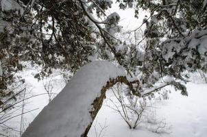 foresta d'inverno, rami d'albero per andare sotto il peso della neve. foto