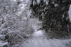 foresta d'inverno, rami d'albero per andare sotto il peso della neve. foto