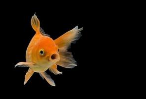 posizione emotiva del pesce rosso, isolato su sfondo nero. foto