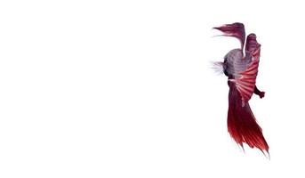 pesce combattente siamese bianco e rosso, isolato su sfondo bianco. foto