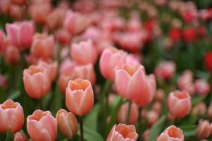 sfondo di tulipani in fiore. mostra floreale. foto