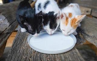 latte di alimentazione per gattini - bellissimo gattino a tre tabby che mangia latte per l'alimentazione dell'animale domestico sul piatto foto