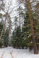 paesaggio invernale nella foresta di abeti rossi foto