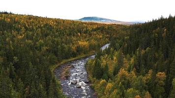 carta da parati della natura pietre di fiume della foresta foto