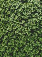 la siepe verde. consistenza di piccole foglie verdi foto