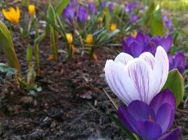 i crochi stanno fiorendo nel giardino. striscione bianco con strisce viola e fiori primaverili viola. posto per il testo. modello per poster da cartolina, foto