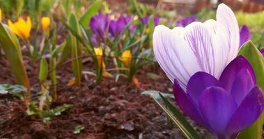 i crochi stanno fiorendo nel giardino. striscione bianco con strisce viola e fiori primaverili viola. posto per il testo. modello per poster da cartolina, foto