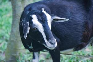 capra nera del Bangladesh. foto