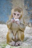 una scimmia felice. foto