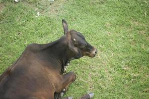 bestiame. mucca in Bangladesh. foto