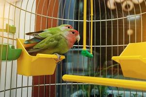 pappagallo piccioncino dalla faccia rosea in una gabbia foto