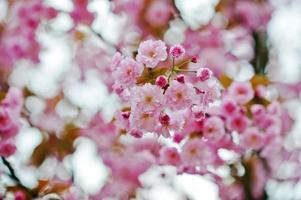 rami di fiori di ciliegio foto