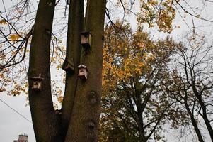 casetta per uccelli in legno in un albero in autunno foto