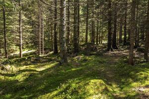 paesaggio forestale montano con pista con pietre e alberi densi foto