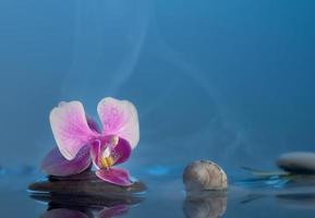 natura morta con orchidea rosa. sfondo blu rilassante pietre di orchidea rosa, conchiglie in acqua con nebbia. concetto di spa. foto
