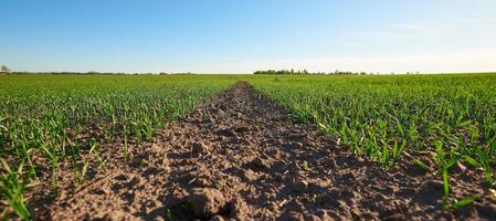 campo arato. campo primaverile contro il cielo blu. germogli di cereali. foto