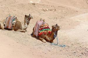 due cammelli che giacciono nel deserto dell'egitto foto