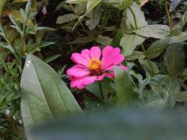 zinnia fiori che sbocciano nel giardino. foto