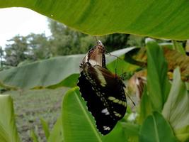 farfalle che si accoppiano durante la stagione degli amori in giardino. foto