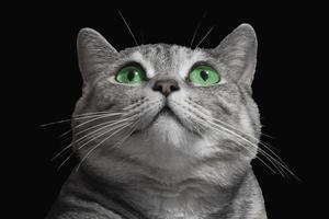 gatto dagli occhi verdi. divertente gatto carino a strisce grigie con bellissimi occhi verdi. foto