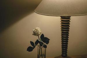 rosa bianca alla luce della lampada nella stanza foto