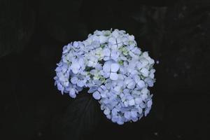 ortensia blu o ortensia macrophylla o fiore di hortensia o fiore blu. profondità di campo ridotta per una sensazione morbida e sognante foto