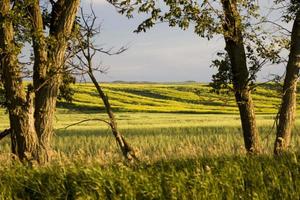 scena della prateria saskatchewan foto