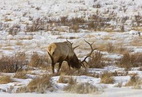 parco di yellowstone wyoming inverno neve alce foto