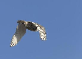 civetta delle nevi in volo foto