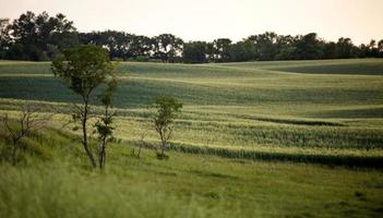 scena della prateria saskatchewan foto