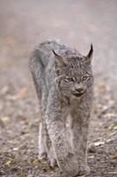 lince di montagna rocciosa foto