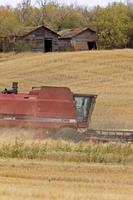 combinando vicino a vecchi granai sasktchewan canada foto