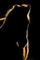 tramonto cavallo silhouette canada foto