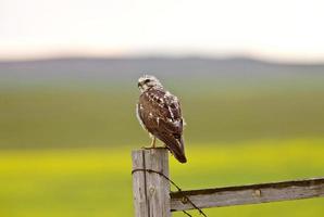 falco appollaiato su un palo di recinzione foto