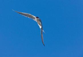 sterna comune in volo foto