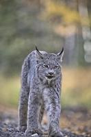 lince di montagna rocciosa foto