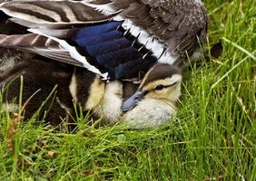 mamma anatra e bambini foto