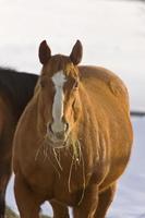 cavallo in inverno foto