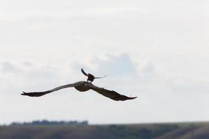 piccolo uccello che attacca falco foto