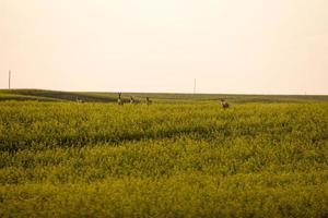 scena della prateria saskatchewan foto