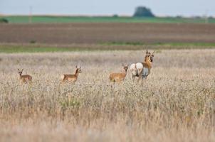 antilopi pronghorn in campo foto