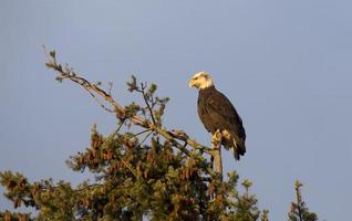 aquila calva british columbia foto