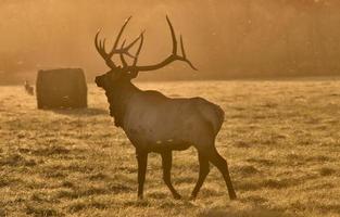 toro alce al tramonto foto