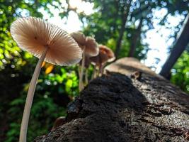 fungo di legno che cresce nella stagione delle piogge. può essere utilizzato per gli sfondi. foto