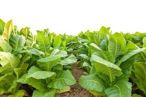 pianta di tabacco nel campo della provincia di sukhothai, nel nord della thailandia. campo di tabacco isolato su sfondo bianco foto